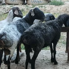 Goýun