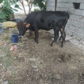 tuwe bakylan.tohum