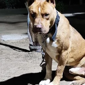 Pidbull