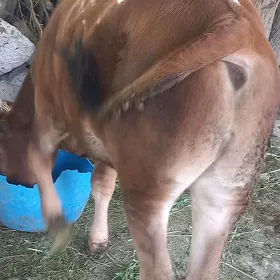 òkùz bakylan