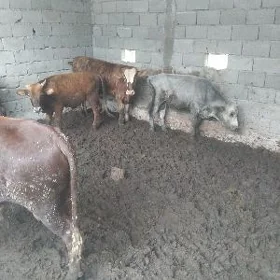 4sany Ökizler bakylÿan