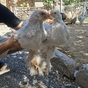 Brama Lawanda arassa tohum