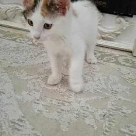 pisik котенок