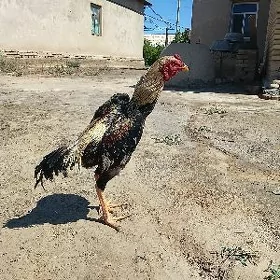 Чал байес хораз