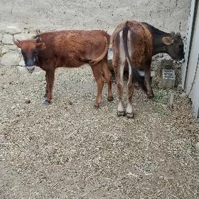 TUWELER