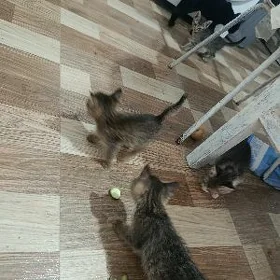 pişikler