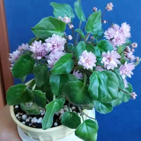 фиалка