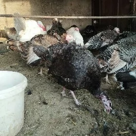 induk yumutga