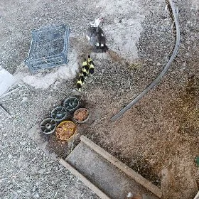 indautga ördek jüýje