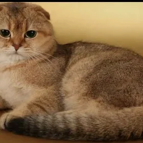 кот