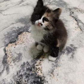котёнок