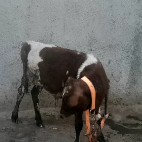 okuz gole