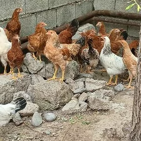 JUYJE
