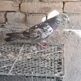 pakistan kepter