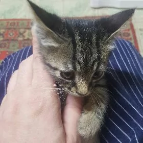 отдам котенка в добрые руки