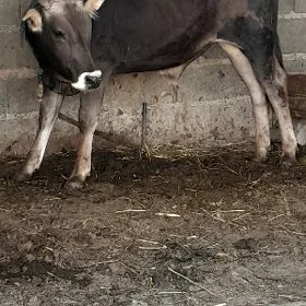 arassa şwes öküz