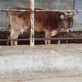 gysyr sygyr