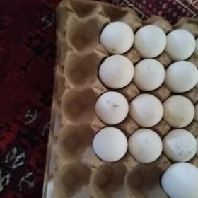 Induk yumurtga  we  ýaşyl baş