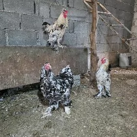 mramyr brama horoz
