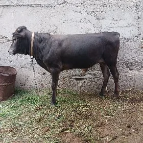 Öküz