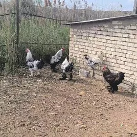 ISGAR GEREK ÇOPAN EKINLIK