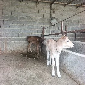 2sany Goleli sygyr