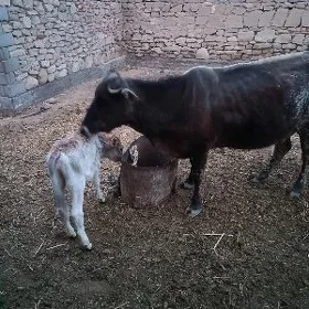 Tohum Göleli sygyr