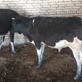 Galişdeýin goleli sygyr