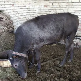 Öküz