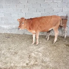 Tuwe
