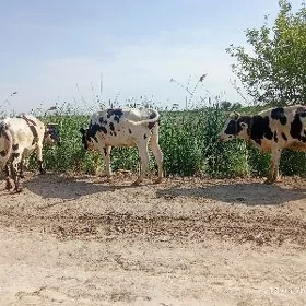 saglyk sygyr galaşteýin