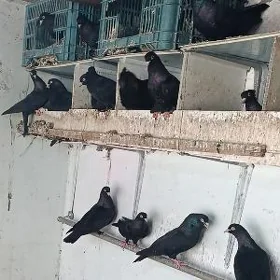 kepderi