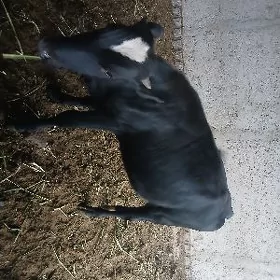 galișdeýn gbrit ökiz