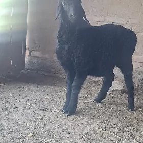 Turkmen goyuny