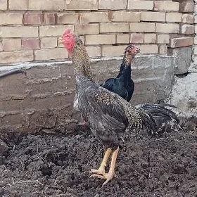 paroda horaz towuk