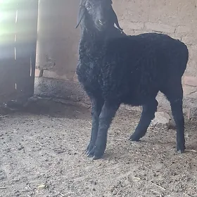 Turkmen goyuny
