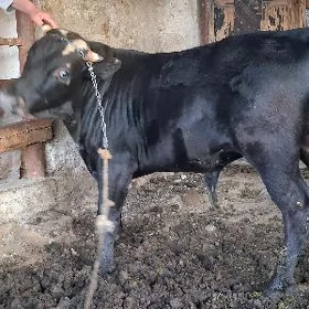 Ökyz