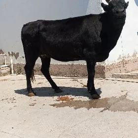Bakylan sygyr