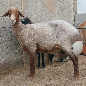 goýun
