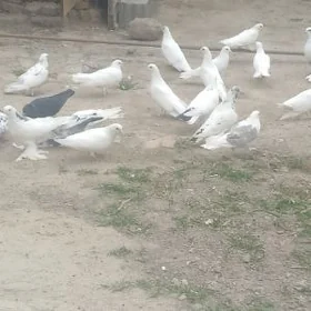 kepderi