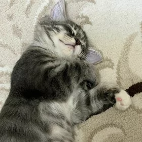 кошечка