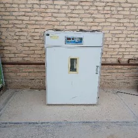 Inkowatyr juyje cykaryan