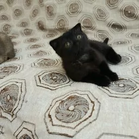 Кошки
