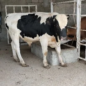 ØKZ GOLÍŞDEŸĪN