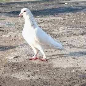 кепдер