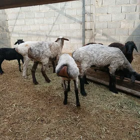 Iṣșekler