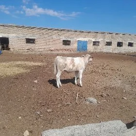 semental unajyn