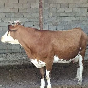 SİMMENTAL  SYGYR