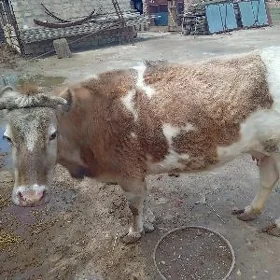 sygyr