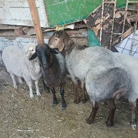 eşşek goyun
